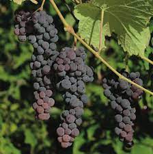 Black Corinth (Zante Currant) Grape Fruit Seeds for Planting - Sweet and Tangy Vine-Grown Grapes