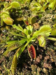 Green Sundew Plant Seeds for Planting heirloom & Non-GMO Seeds