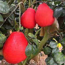 Ruby Red Pomelo Fruit Seeds for Planting - Sweet Citrus Trees for Your Garden, Heirloom Seeds