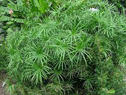 Green Cyperus Alternifolius Planting Seeds for Garden 100 pcs