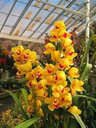 Yellow Orchid Formaldehyde Flower Planting Seeds for Garden 100 pcs