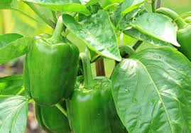 Green Plaza Pepper Vegetable Seeds for Planting