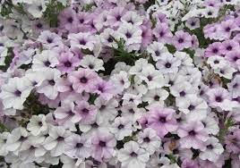 Petunia Tidal Wave Silver Flower Seeds for Planting - Heirloom, NON-GMO, Spreading Garden Blooms