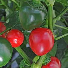 Chili Tomato Seeds for Planting - 100 pcs