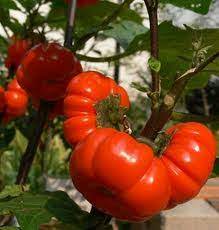 Red Solanum Integrifolium Seeds for Planting,heirloom & Non-GMO Seeds