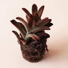 Brown Kalanchoe Bonsai Flower Seeds for Planting - 100 pcs