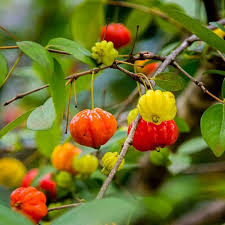 Surinam Cherry Fruit Seeds for Planting - Growing Tropical Fruits with Unique Flavor, Heirloom Seeds