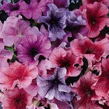 Daddy Mixed F1 Petunia Seeds for Planting - Vibrant Color Blend - Heirloom, NON-GMO Flower Seeds