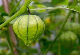 Cream Tomatillo Fruit Seeds - Tangy Fruit for Salsa and Sauces  100 pcs