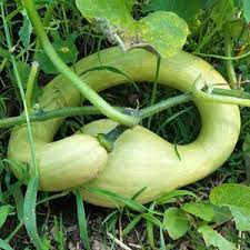 Green Tromboncino Seeds for Planting heirloom & Non-GMO Seeds