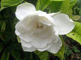 CAPE JASMINE Jasminiodes Fragrant White Shrub Flower Seeds for Planting, 100 pcs