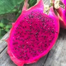 Pink Dragon Fruit Seeds for Planting - Growing Colorful Pink Dragon at Home, Heirloom & GMO Free Seeds