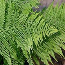 Green Fern Spores Seeds for Planting heirloom & Non-GMO Seeds