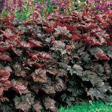 Purple Coral Bells Heuchera Seeds for Planting - Heirloom, NON-GMO Flower Seeds - Shade-Loving Perennial