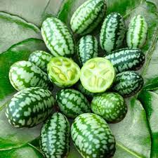 Cucamelon Fruit Seeds for planting - Tiny Watermelon Look-Alikes for Garden