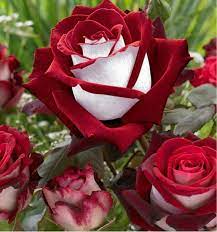 Rare Deep Red & White Osiria Ruby Rose Flower Seeds for Planting - 100 pcs