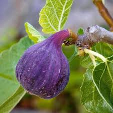 Purple Figs Fruit Seeds for Growing and Planting - Heirloom Seeds for Home Garden, GMO Free Fig Seeds