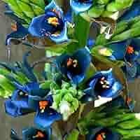 Blue Puya Alpestris Flower Seeds for Planting - 100 pcs