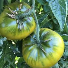 Green Cherokee Tomato Seeds for Planting heirloom & Non-GMO Seeds