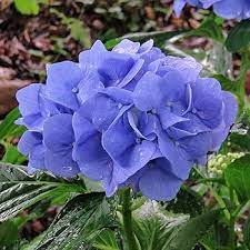 Blue Geranium Pelargonium Seeds for Planting - 100 pcs