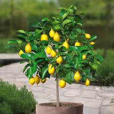 Bonsai Lemon Tree Seeds for Planting - Compact Citrus Plants for Indoor Gardening, Heirloom and GMO Free Seeds