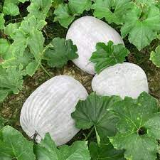 Heirloom Small Round Winter Melon Ash Gourd Vegetable Seeds for Planting heirloom & Non-GMO Seeds