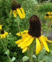 Rudbeckia maxima (Giant Coneflower)’ Black-Eyed Susan seeds for planting - heirloom & Non-GMO garden seeds
