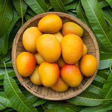 Mango Fruit Seeds for Growing Delicious and Juicy Mangoes  100 pcs