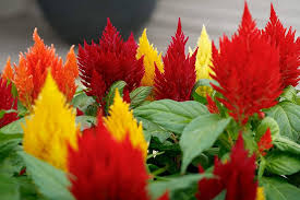 Celosia plumosa Flower Seeds for Planting – Heirloom & Non-GMO Vibrant Feathery Blooms for Containers, Borders & Summer Gardens