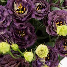 Lisianthus Roseanne Black Pearl Seeds for Planting – Heirloom Non-GMO Flower Seeds, Rare & Elegant Garden Blooms