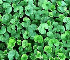 Heirloom Non-GMO Green Dichondra Repens Lawn Seeds – Lush Ground Cover for Garden Planting