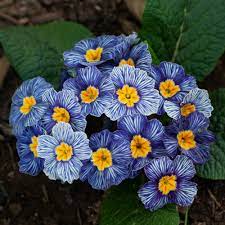 Europe Primula Acaulis Flower Seeds for Planting Light Blue