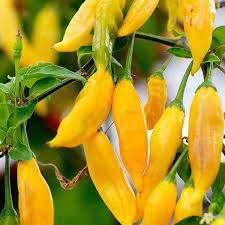 Yellow Ghost Pepper Chili Vegetable Seeds for Planting,heirloom & Non-GMO Seeds