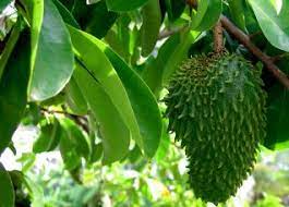 LushGreen Rare and Precious Annona Muricata Graviola Soursop Fruit Seeds for Planting - Cultivate a Nutritious Soursop Tree for Exotic Fruit