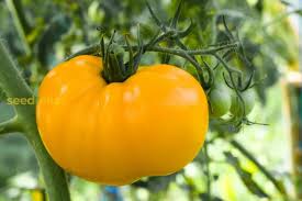 Heirloom Non-GMO Yellow Giant Tomato Fruit Seeds for Home Garden Vegetable Planting