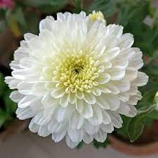 White Chrysanthemum Flower Seeds for Planting, 100 pcs