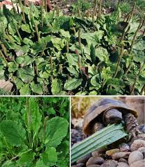 Broadleaf Tortoise Forage Seeds for Planting – Heirloom & Non-GMO High Germination Organic Garden Seeds
