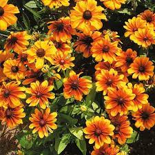 Yellow Rudbeckia Goldstrum Flower Seeds for Planting 100 pcs