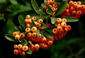 Orange Firethorn (Pyracantha coccinea) Fruit Seeds – Grow Hardy, Colorful Firethorn Berries, Heirloom &amp; Non-GMO