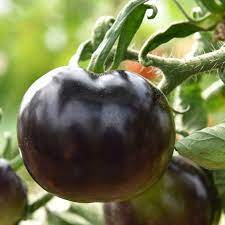 Indigo Rose Tomato Vegetable Seeds for Planting – 100 pcs