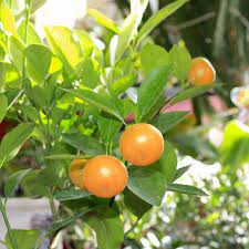 Calamondin Miniature Citrus Plantefrø - Perfekt til beholdere og små haver 100 stk