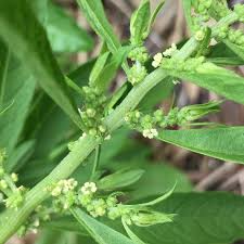 Epazote Dysphania Ambrosioides Seeds for Planting – Heirloom, Non-GMO, High Germination Culinary Herb Seeds