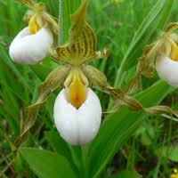 Cypripedium acaule or White Lady’s Slipper Flower Seeds for Planting - Heirloom & Non-GMO Garden Seeds