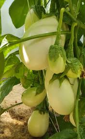 Clara Eggplant Seeds for Planting - 100 pcs