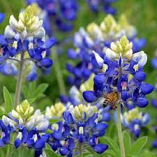 Texas Bluebonnet (Lupinus texensis) Flower Seeds for Planting – Heirloom and Non‑GMO Garden Seeds