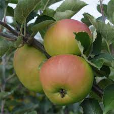 Braeburn Apple Fruit Seeds for Planting - Growing Sweet Apples at Home