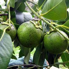 Sapote Fruit Seed Collection for Tropical, Creamy Fruit Growth  100 pcs