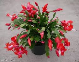 Red Schlumbergera Flower Seeds for Planting – Heirloom Non-GMO Christmas Cactus Seeds