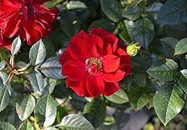 Red Rugrose Rose Flower Planting Seeds for Garden 100 pcs