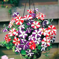 Starry Petunia Multi-Colour Flower Seeds for Planting – Heirloom, Non-GMO Seeds, High Germination, Vibrant Blooms